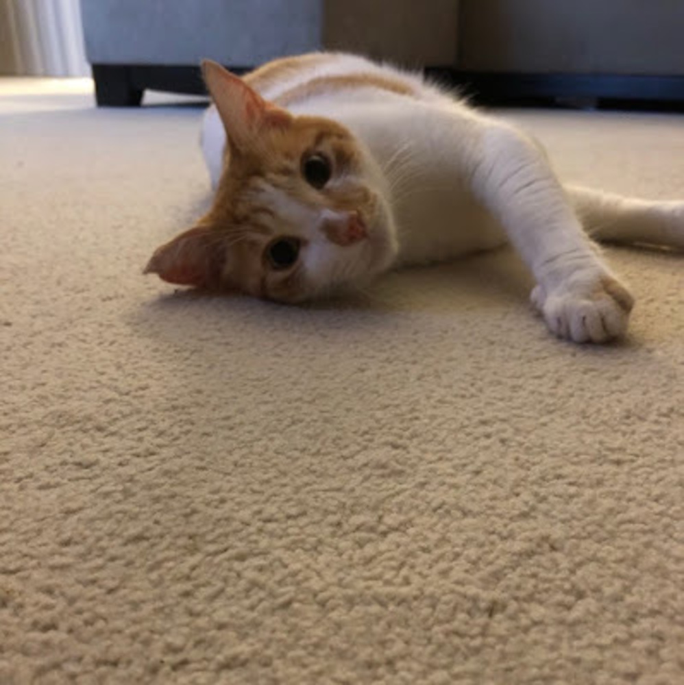 Meet your Posher, Alley